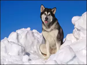 Śnieg, Piesek, Siberian Husky