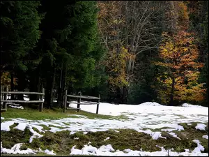 Las, Śnieg, Jesień, Pierwszy