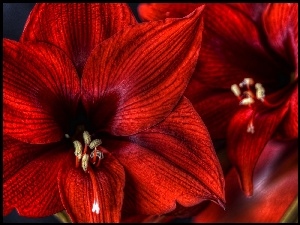Amarylis, Kwiat, Czerwony