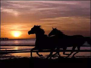 Konie, Zachód, Morze, Słońca, Dwa