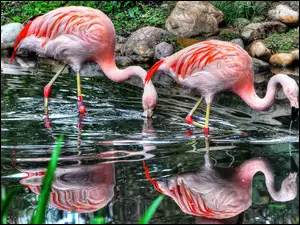 Woda, Piękne, Flamingi