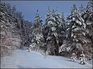 Drzewa, Zima, Świerki, Śnieg