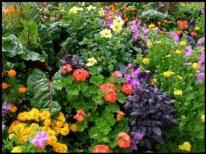 Kwiaty, Ogród