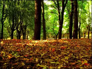 Jesieni, Drzewa, Kolorowe, Park, liście, Zielone