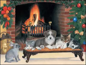 Psy, Narodzenie, Koty, Boże