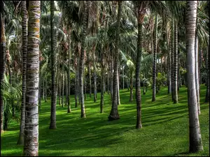Wyspy Kanaryjskie, Palmowy, Park