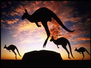 Kangury, Zachód, Słońca