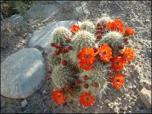 Kamienie, Kwitnący, Kaktus
