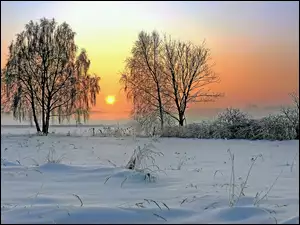 Zima, Dwa, Zachod, Drzewa, Słońca