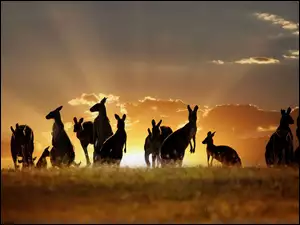 Chmury, Kangury, Wschód Słońca