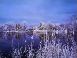 Jezioro, Śnieg, Drzewa, Tatarak