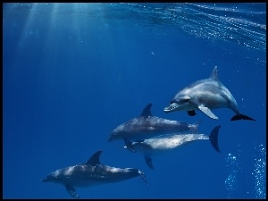 Trzy, Delfiny