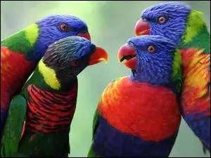 Papugi, Cztery, Kolorowe