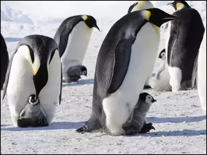 Śnieg, Pingwiny, Cesarskie