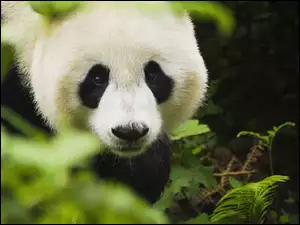 Panda, Głowa