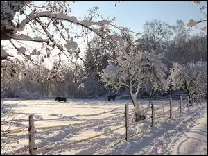 Śnieg, Dom, Drzewa, Ogrodzenie, Konie
