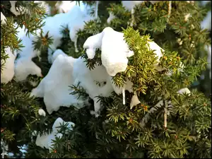 Zima, Drzewo, Śnieg, Sople