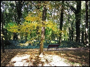 Ławka, Jesienny, Park