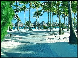 Plaża, Tropik, Palmy, Ocean