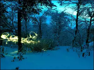 Zima, Noc, Drzewa, Światełko