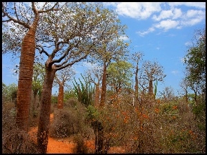 Afryka, Las, Zarośla, Kolczaste, Madagaskar