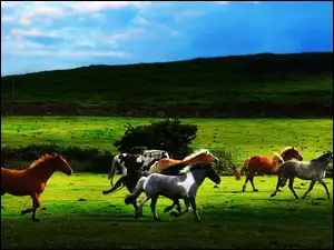 Konie, Wzgórze, Galop, Pastwisko