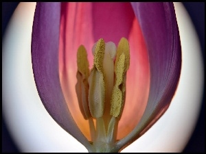Powiększenie, Fioletowy, Tulipan
