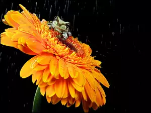 Żabka, Kwiat