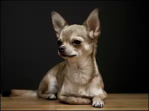 Maści, Chihuahua, Beżowej