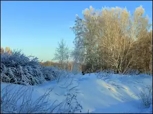 Krzaczki, Zima, Drzewa