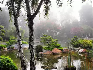 Japoński, Mgła, Ogród, Poranek