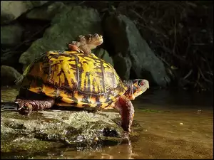 Żółw, Skały, Żaba, Woda