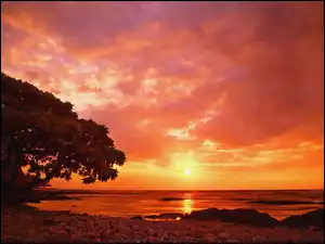 Zachód Słońca, Drzewo, Morze
