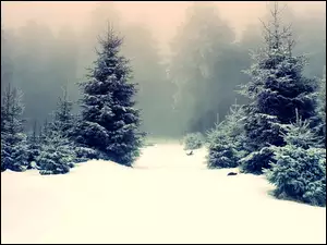 Las, Zima, Drzewa, Mgła