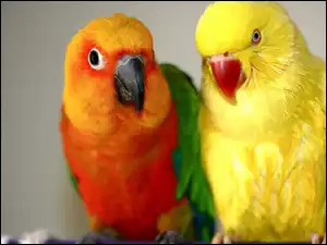 Nierozłączki, Kolorowe, Papugi