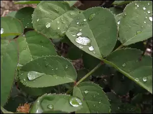 Deszczu, Liście, Krople