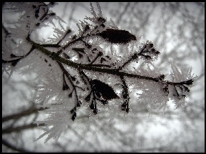 Drzewo, Zima, Ośnieżona, Gałąz
