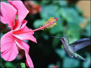 Koliber, Różowy, Hibiskus