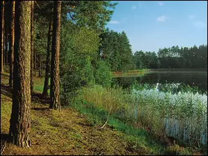 Las, Szuwary, Sosnowy, Jezioro