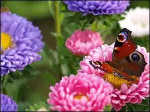 Kwiaty, Motyl, Kolorowe