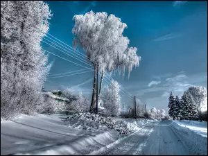 Drzewa, Zima, Droga, Śnieg