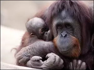 Małe, Małpa, Orangutan