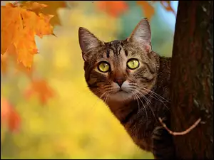 Kot, Liść, Drzewo, Jesienny