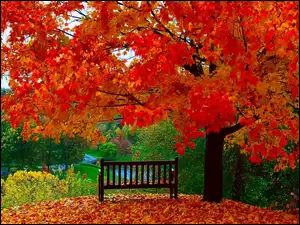 Jesień, Drzewo, Liście, Kolorowe, Ławka