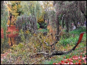 Park, Jesienią, Drzew, Staw