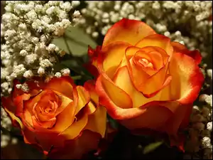 Piękne, Gipsówka, Pomarańczowe, Róże