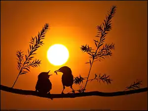 Ptaki, Drzewo, Zachód, Słońca