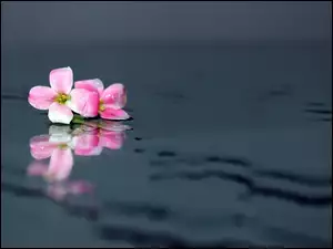 Woda, Różowy, Kwiatek