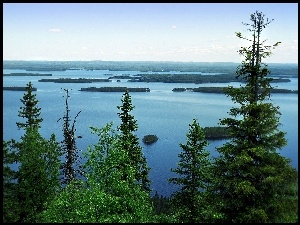 Jezioro, Finlandia, Drzewa, Koli
