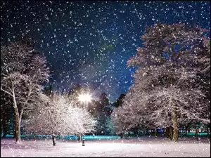 Drzewa, Park, Śnieg, Zima